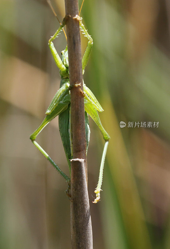 绿灌木大蟋蟀(Tettigonia viridissima)雌性